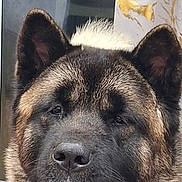 Xena participe au concours pour gagner de l'argent avec cette photo : animal, background, black, brown, calm, canine, close_up, dog, ears, expression, face, fur, head, indoor, muzzle, nose, pet, portrait, resting, whiskers