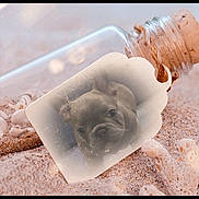 Bullet joined the competition — help win amazing prizes! puppy, dog, glass_bottle, sand, tag, cork, beach, closeup, pet, animal, cute, frosted, reflection, nature, outdoor, small, portrait, bottle, texture, soft_light