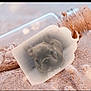puppy, dog, glass_bottle, sand, tag, cork, beach, closeup, pet, animal, cute, frosted, reflection, nature, outdoor, small, portrait, bottle, texture, soft_light