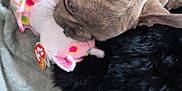 Bullet is registered to the contest to win money with this photo: puppy, dog, toy, plush_toy, blanket, fur, playful, snout, ear, pet, indoor, fabric, colorful, soft, animal, cute, resting, nibbling, black_fur, brown_fur