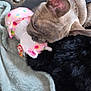 puppy, dog, toy, plush_toy, blanket, fur, playful, snout, ear, pet, indoor, fabric, colorful, soft, animal, cute, resting, nibbling, black_fur, brown_fur