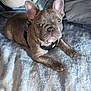 Bullet is registered to the contest to win money with this photo: french_bulldog, puppy, dog, pet, bed, blanket, pillow, plush_toy, indoor, cute, animal, canine, fur, ears, collar, resting, looking, soft_texture, cozy, closeup