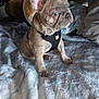 Bullet is registered to the contest to win money with this photo: puppy, french_bulldog, dog, pet, harness, blanket, indoor, soft_texture, plush, cute, animal, sitting, young, fur, ears, face, cozy, pillow, toy, light