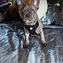 Bullet joined the competition — help win amazing prizes! dog, puppy, french_bulldog, pet, animal, indoor, blanket, plush_toy, cabin, vehicle, harness, curious, sitting, soft_light, cozy, fur, ears, face, cute, companion