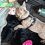 dog, brindle, harness, toy, furry_rug, floor, pink_slipper, indoor, playful, pet, stuffed_toy, blanket, seat, carpet, footwear, animal, cozy, domestic, flooring, accessory