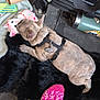 Bullet is registered to the contest to win money with this photo: dog, puppy, french_bulldog, stuffed_toy, black_rug, harness, heart_tag, pink_socks, white_socks, floor, car_seat, thermos, toy, cozy, indoor, pet, animal, resting, blanket, floor_mat