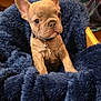 animal, blanket, blue_blanket, collar, cozy, cute, dog, ears, face, french_bulldog, fur, furniture, indoor, looking, pet, puppy, sitting, soft_texture, warm, young