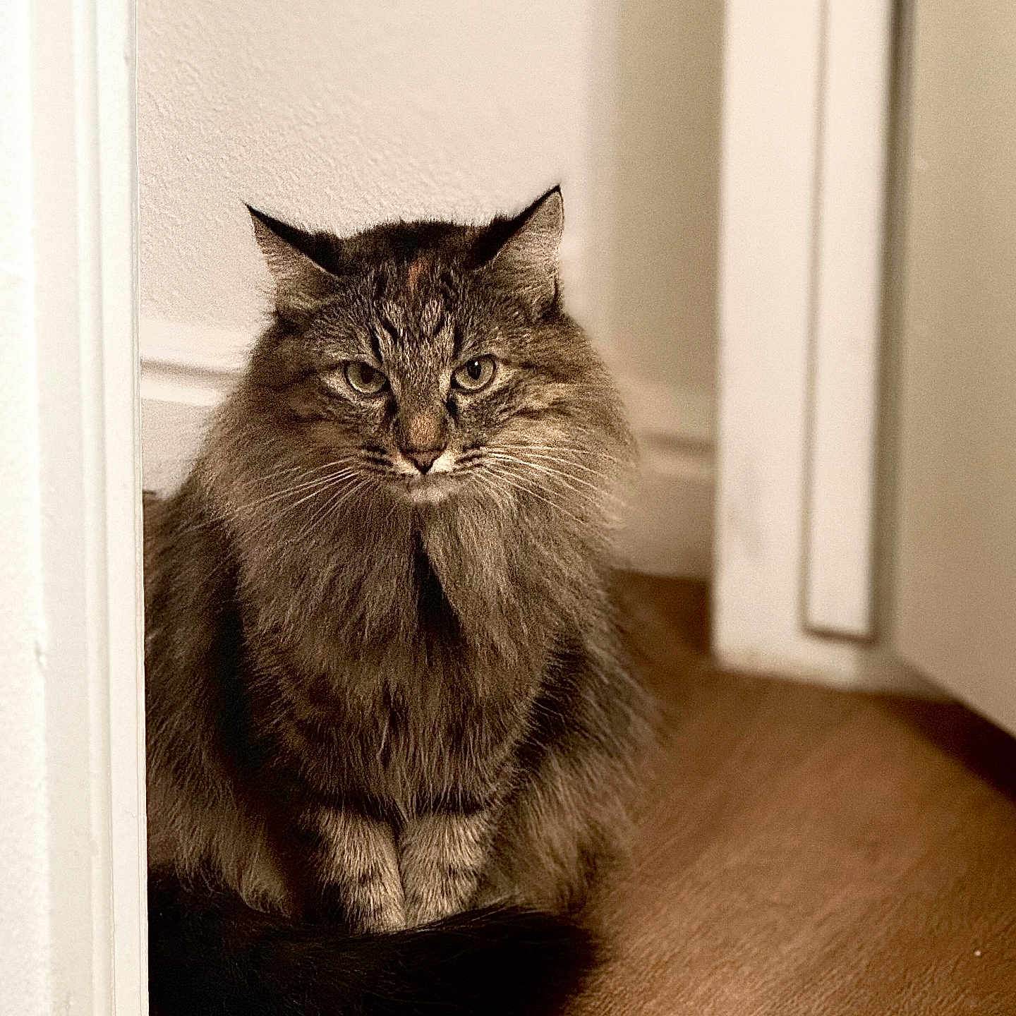 Nova is registered to the contest to win money with this photo: animal, cat, cute, domestic_cat, door, ears, feline, fluffy, fur, house, indoor, looking, pet, portrait, sitting, tabby, tail, wall, whiskers, wooden_floor