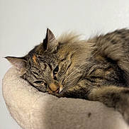 Nova joined the competition — help win amazing prizes! cat, tabby, feline, sleeping, resting, cozy, soft_bed, pet, whiskers, fur, ears, closeup, indoor, animal, cute, relaxed, mammal, portrait, domestic_cat, sleepy