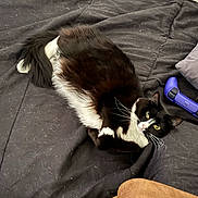 Shadow is registered to the contest to win money with this photo: bedroom, black_and_white_cat, blanket, brown_blanket, cat, cozy, curious, cushion, feline, fur, game_controller, indoor, pet, playful, purple_controller, relaxed, resting, soft_texture, whiskers, yellow_eyes