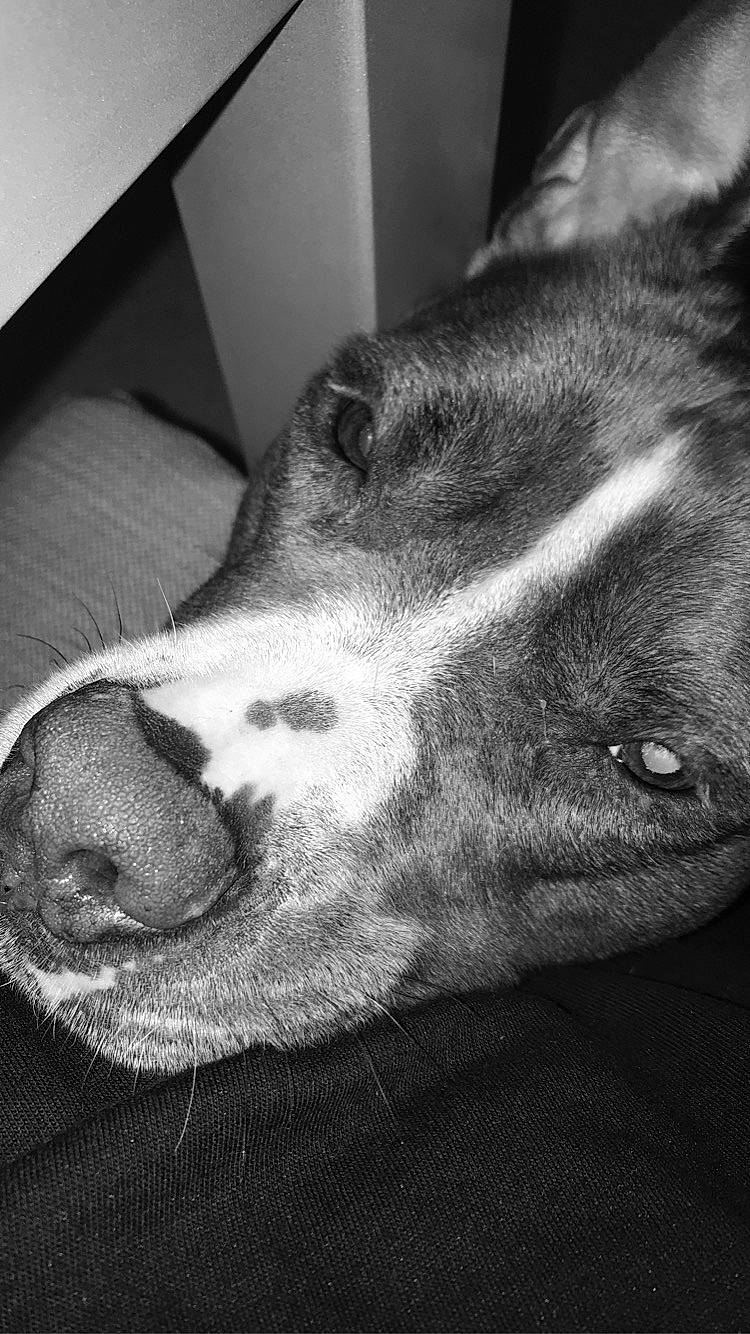 Jess a rejoint le concours — aidez-le/la à gagner de superbes lots ! canidae, carnivore, comfort, companion_dog, dog, dog_breed, ear, fur, grey, human_leg, jaw, monochrome, monochrome_photography, non_sporting_group, paw, snout, sporting_group, terrestrial_animal, whiskers, working_animal