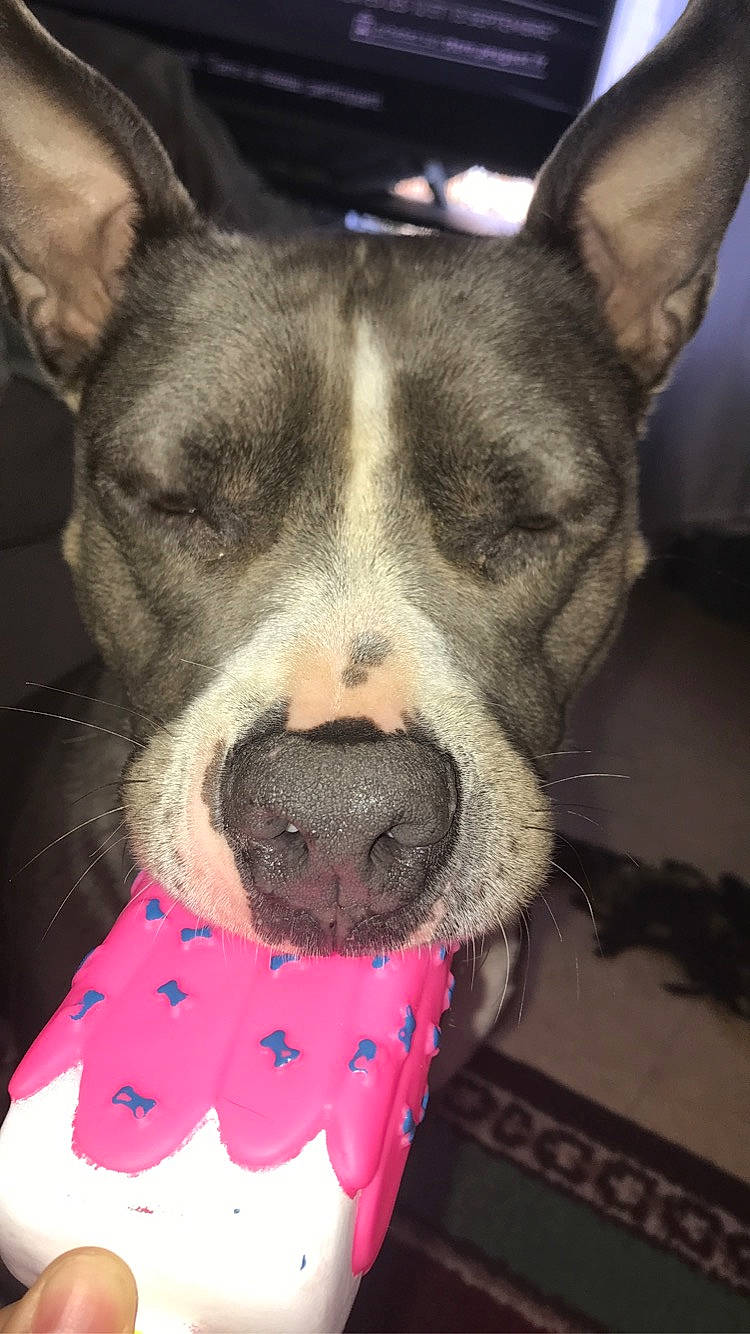 Jess a rejoint le concours — aidez-le/la à gagner de superbes lots ! canidae, carnivore, collar, companion_dog, dog, dog_breed, dog_collar, dog_supply, ear, eye, fashion_accessory, fawn, fur, head, selfie, snout, sporting_group, square, whiskers, working_animal