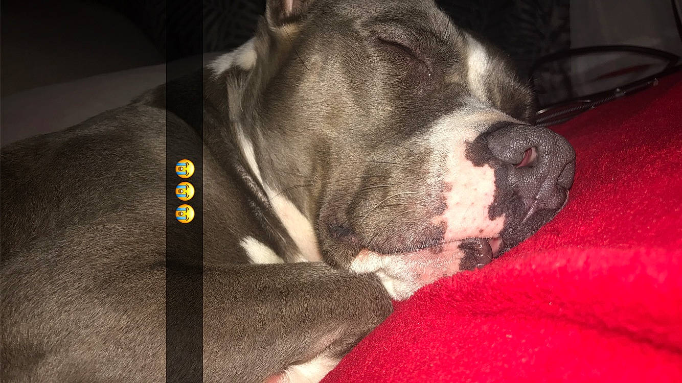 Jess participe au concours pour gagner de l'argent avec cette photo : canidae, carnivore, comfort, companion_dog, dog, dog_breed, dog_supply, fawn, fur, guard_dog, liver, molosser, non_sporting_group, pet_supply, snout, sporting_group, terrestrial_animal, whiskers, working_animal, working_dog