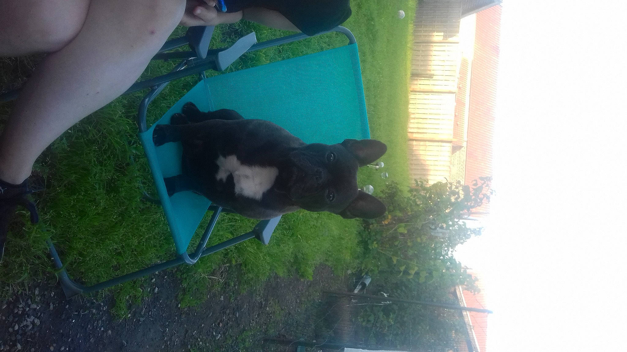 Levis participe au concours pour gagner de l'argent avec cette photo : black_cat, canidae, carnivore, companion_dog, dog_breed, felidae, fur, gesture, grass, guard_dog, houseplant, non_sporting_group, plant, schipperke, shadow, small_to_medium_sized_cats, sporting_group, tail, tints_and_shades, window