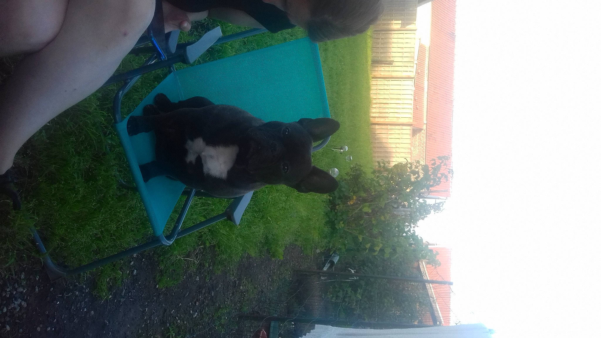 Levis participe au concours pour gagner de l'argent avec cette photo : black_cat, canidae, carnivore, cat, companion_dog, dog_breed, fawn, felidae, flowerpot, fur, grass, houseplant, plant, shadow, small_to_medium_sized_cats, sporting_group, tail, tints_and_shades, whiskers, window