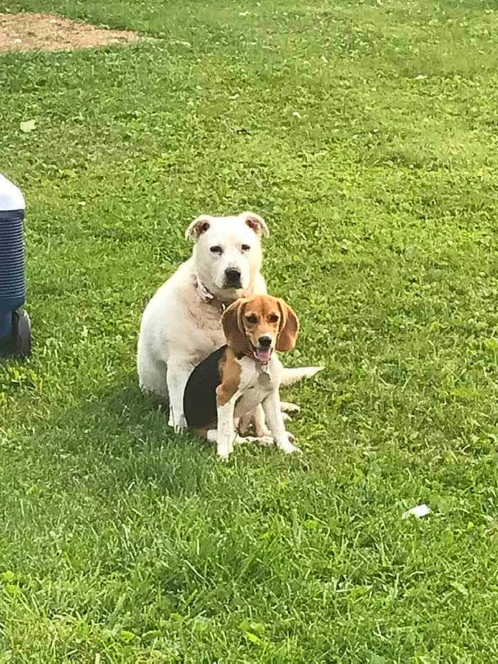 Bella N Myrtle joined the competition — help win amazing prizes! bulldog, carnivore, collar, companion_dog, dog, dog_breed, dog_collar, dog_walking, fawn, grass, grassland, groundcover, lawn, leash, pasture, pet_supply, plant, tail, working_animal, working_dog