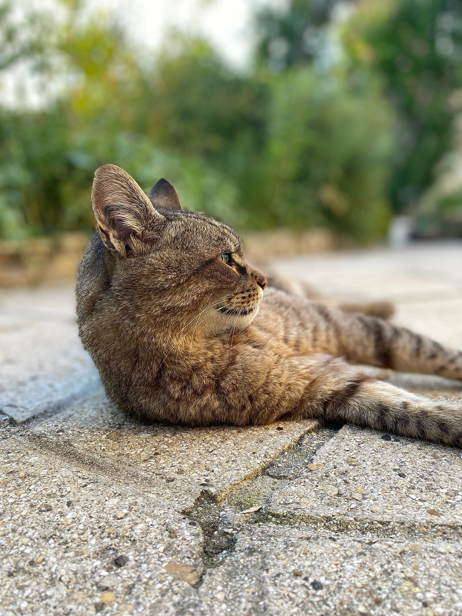 Calinou a rejoint le concours — aidez-le/la à gagner de superbes lots ! asian, carnivore, cat, domestic_short_haired_cat, dragon_li, european_shorthair, eye, felidae, grass, plant, sitting, small_to_medium_sized_cats, snout, tabby_cat, tail, whiskers, wild_cat, wildlife