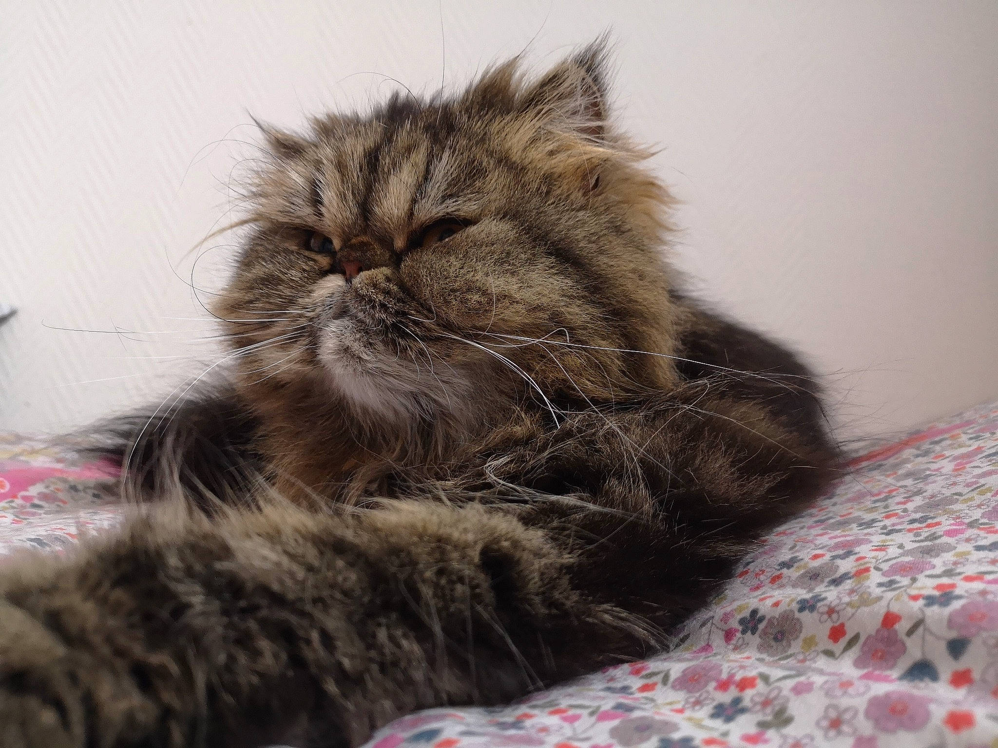 Othello a rejoint le concours — aidez-le/la à gagner de superbes lots ! asian, british_longhair, british_semi_longhair, carnivore, cat, domestic_long_haired_cat, fawn, felidae, fur, kitten, maine_coon, mammal, norwegian_forest_cat, persian, pixie_bob, siberian, small_to_medium_sized_cats, snout, tabby_cat, whiskers