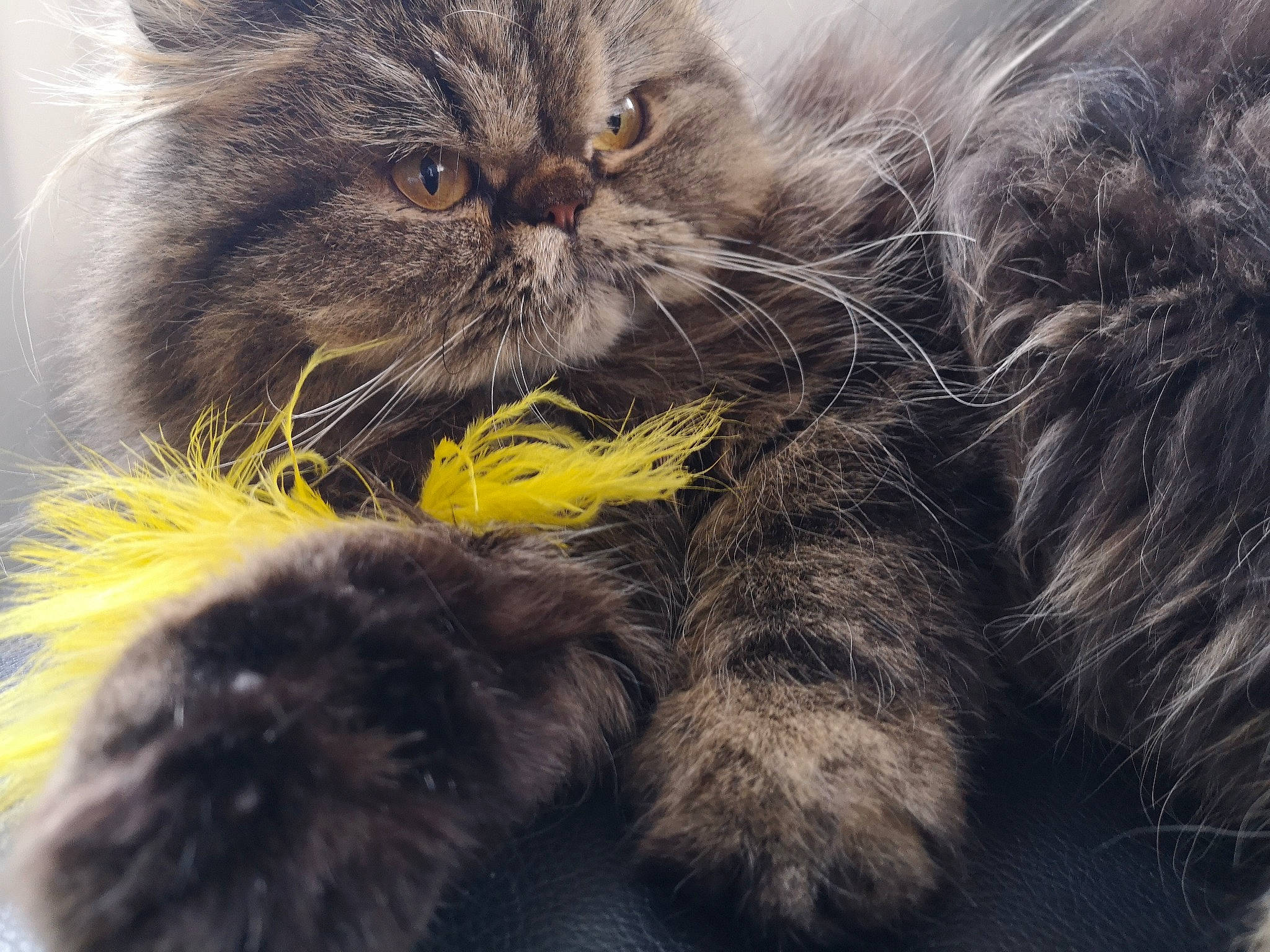 Othello participe au concours pour gagner de l'argent avec cette photo : british_longhair, british_semi_longhair, carnivore, cat, claw, domestic_long_haired_cat, felidae, fur, kitten, norwegian_forest_cat, persian, plant, siberian, small_to_medium_sized_cats, snout, whiskers