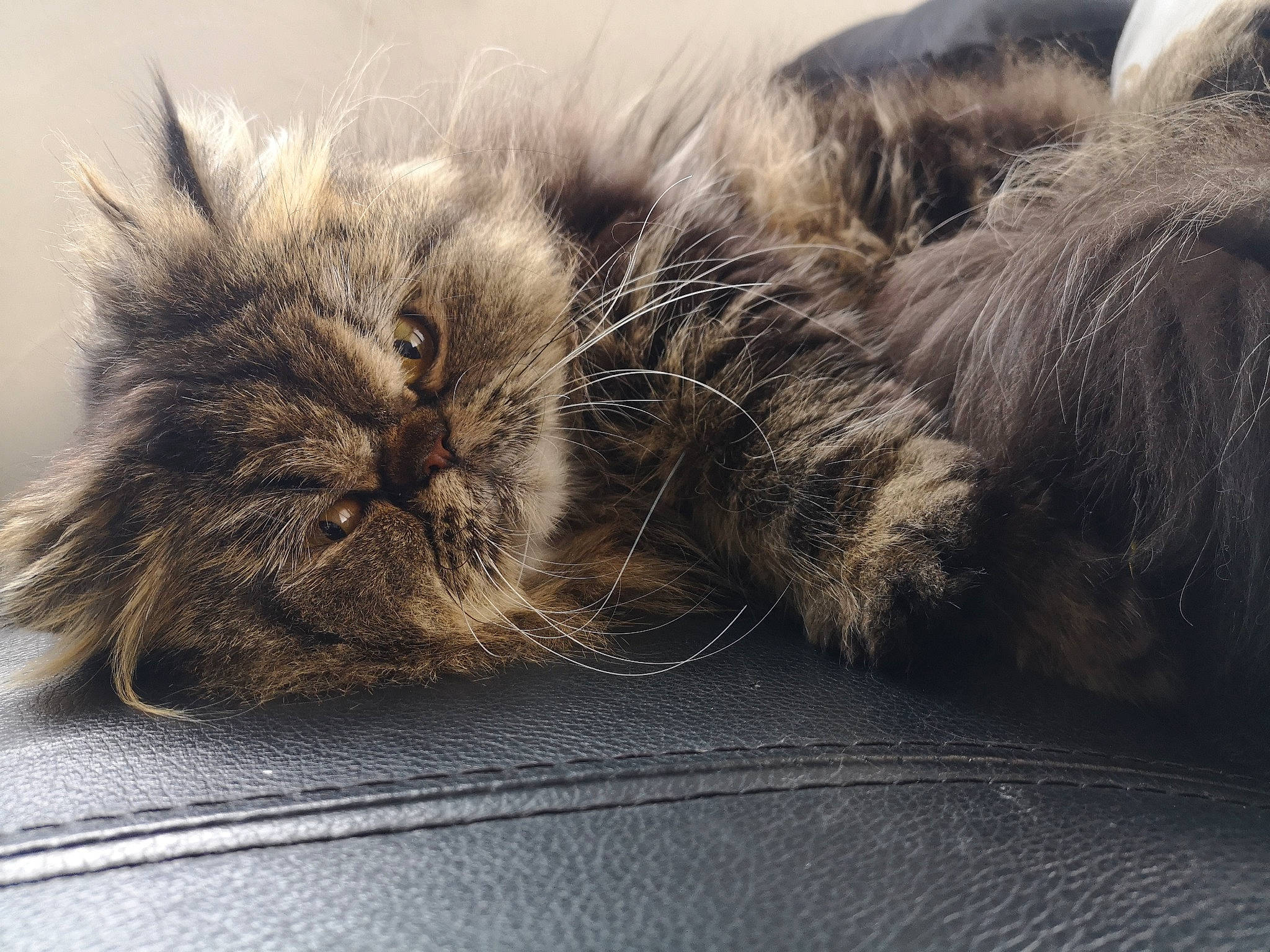 Othello a rejoint le concours — aidez-le/la à gagner de superbes lots ! asian, british_longhair, british_semi_longhair, carnivore, cat, domestic_long_haired_cat, fawn, felidae, fur, kitten, maine_coon, mammal, nap, norwegian_forest_cat, small_to_medium_sized_cats, snout, tabby_cat, whiskers