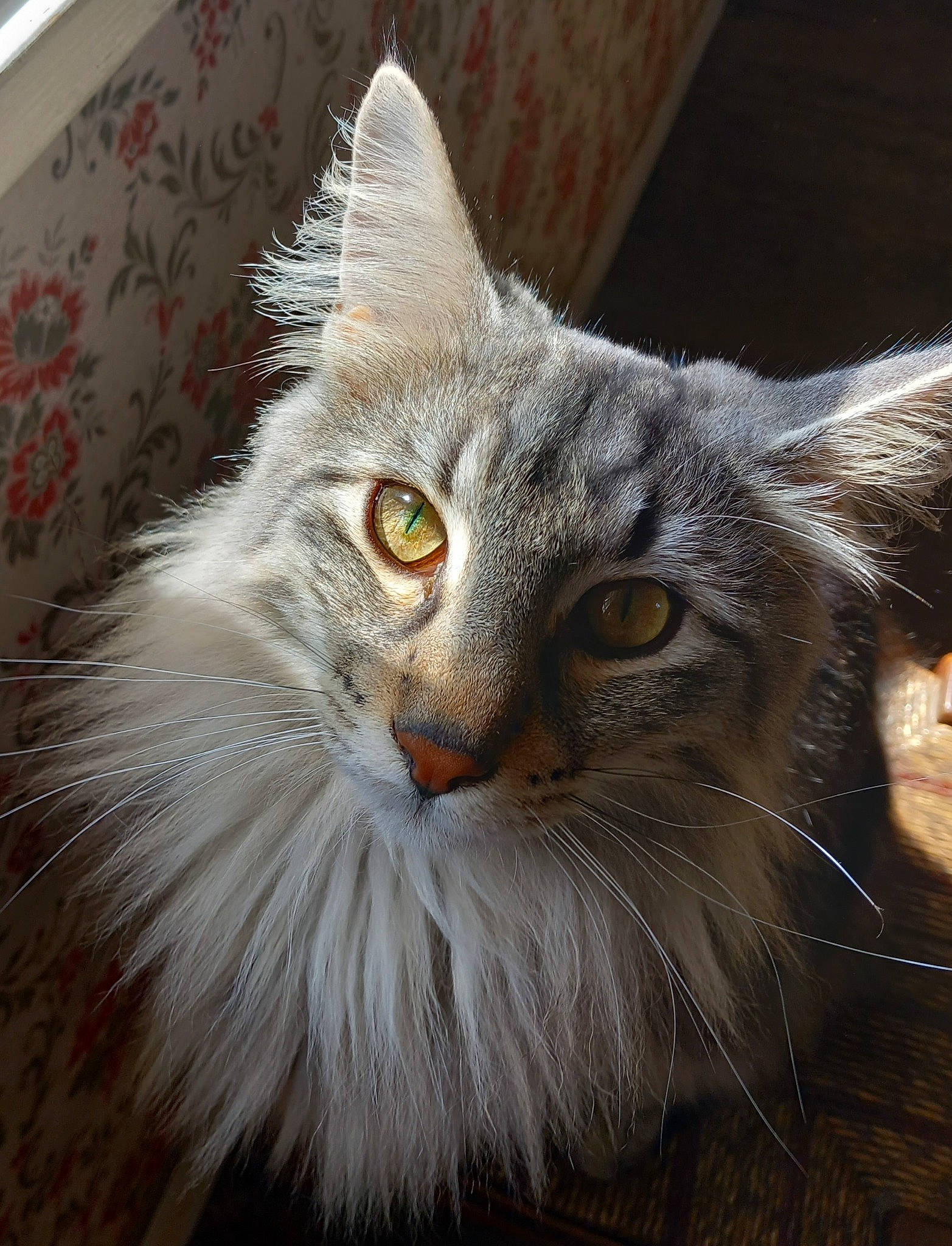 Rocket participe au concours pour gagner de l'argent avec cette photo : carnivore, cat, eye, felidae, fur, grey, maine_coon, small_to_medium_sized_cats, snout, terrestrial_animal, whiskers, window