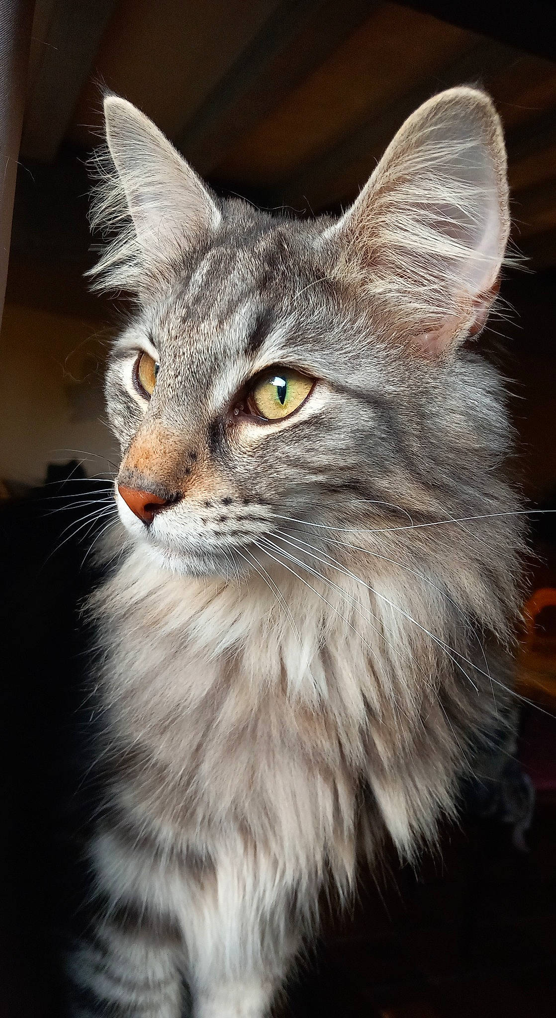 Rocket a rejoint le concours — aidez-le/la à gagner de superbes lots ! carnivore, cat, close_up, domestic_short_haired_cat, eye, felidae, fur, grey, head, maine_coon, small_to_medium_sized_cats, snout, tail, terrestrial_animal, whiskers, wildlife, window