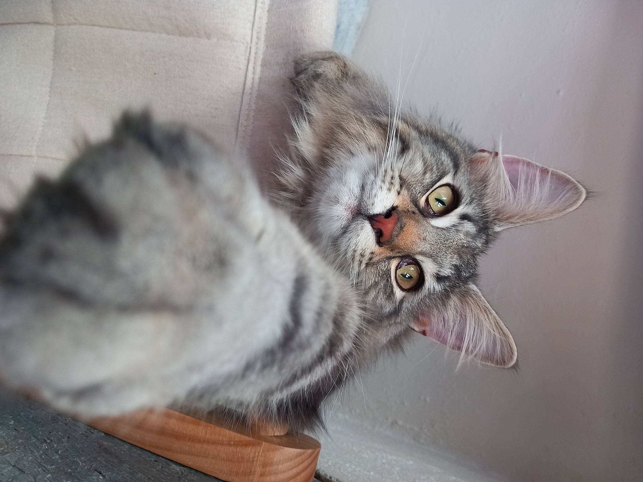 Rocket participe au concours pour gagner de l'argent avec cette photo : carnivore, cat, domestic_short_haired_cat, ear, eye, felidae, fur, grey, paw, plant, small_to_medium_sized_cats, snout, tail, whiskers