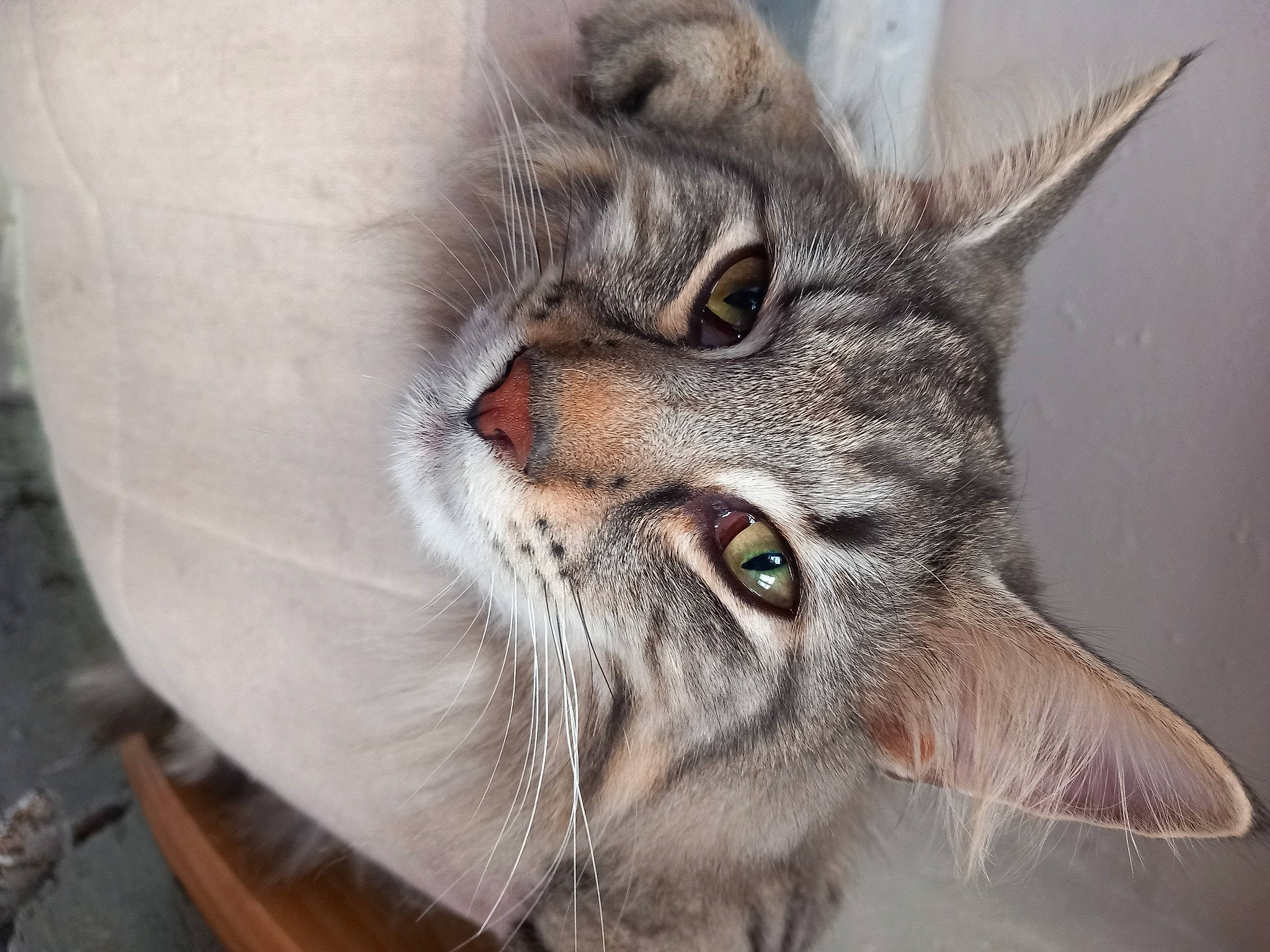 Rocket a rejoint le concours — aidez-le/la à gagner de superbes lots ! art, carnivore, cat, domestic_short_haired_cat, ear, eye, fang, felidae, fur, grey, paw, small_to_medium_sized_cats, snout, terrestrial_animal, whiskers, wildlife