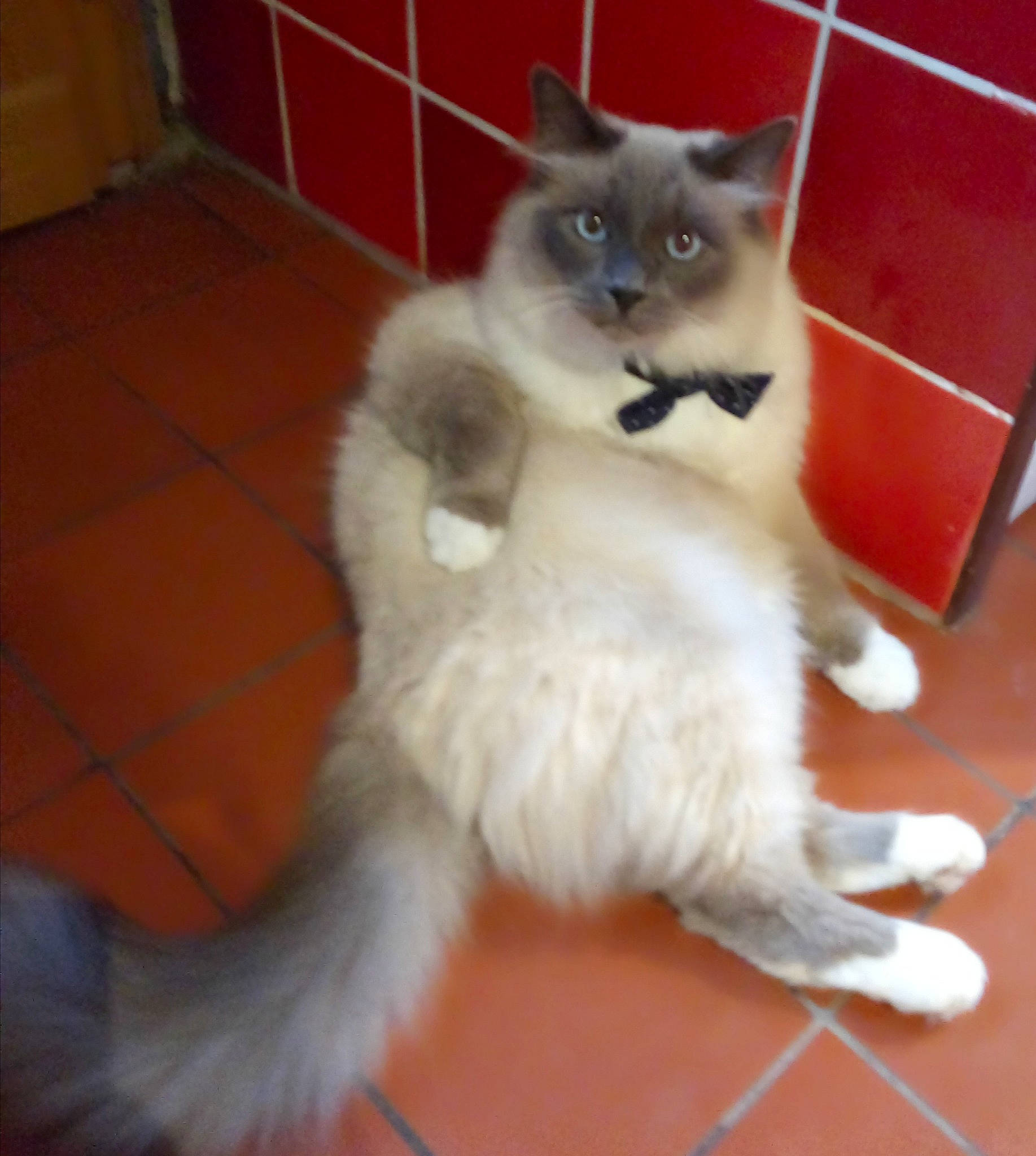 Bounty participe au concours pour gagner de l'argent avec cette photo : canidae, carnivore, cat, claw, companion_dog, dog_breed, fawn, felidae, flooring, foot, fur, paw, ragdoll, siamese, sitting, small_to_medium_sized_cats, snout, tail, terrestrial_animal, whiskers