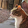 animal, cat, daylight, domestic_cat, ears, feline, fur, gravel, metal_bowl, nature, nose, outdoor, pet, profile, side_view, sitting, sunlight, tabby, whiskers, wooden_fence