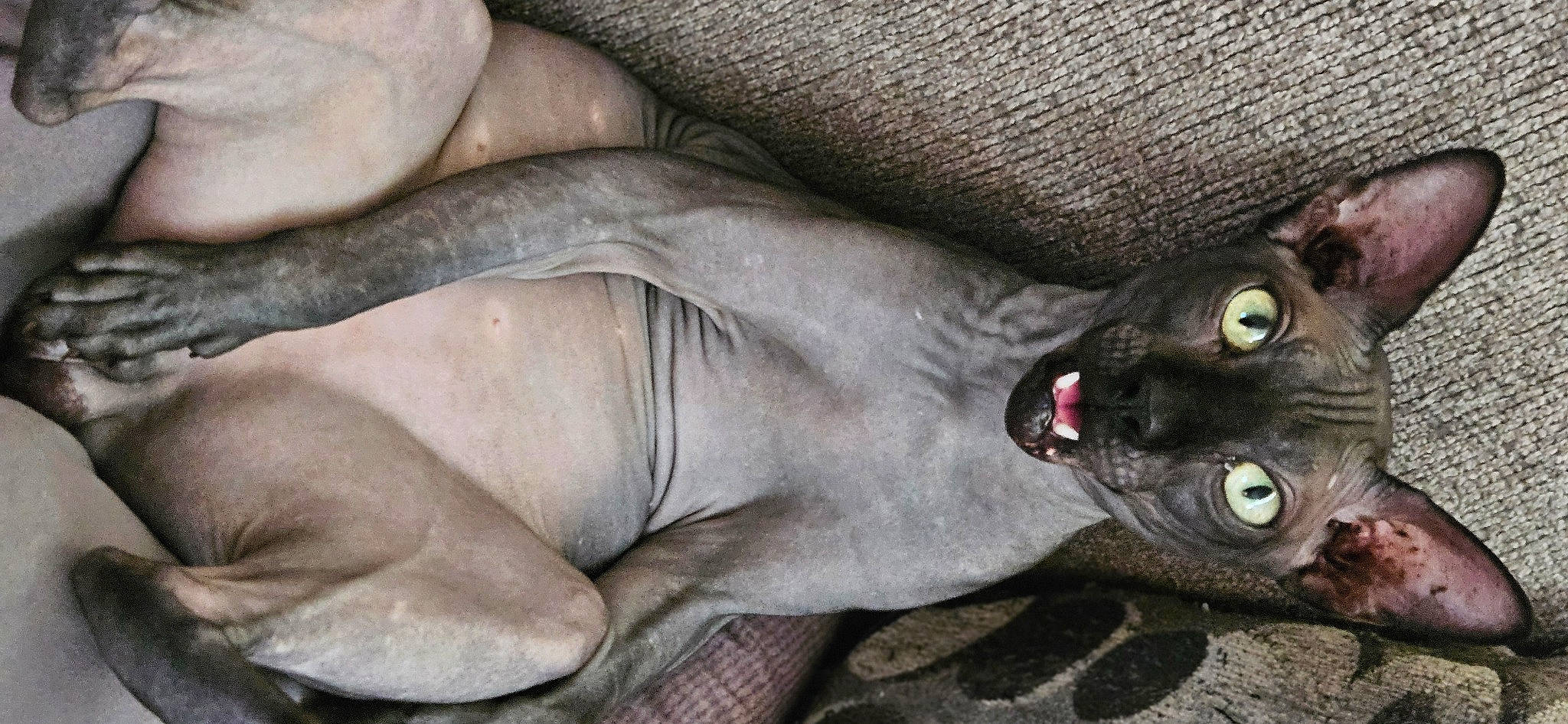 Beans joined the competition — help win amazing prizes! black_cat, carnivore, cat, chest, claw, comfort, domestic_short_haired_cat, elbow, felidae, fur, grey, havana_brown, head, human_leg, sitting, small_to_medium_sized_cats, terrestrial_animal, whiskers, wrinkle