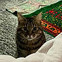 cat, tabby, carpet, rug, blanket, indoor, pet, fur, whiskers, ears, eyes, pattern, texture, curious, animal, feline, soft, cozy, home, resting