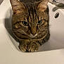 cat, tabby, sink, green_eyes, paws, indoor, pet, animal, curious, fur, whiskers, close_up, domestic_cat, resting, cute, mammal, brown, striped, household, relaxed