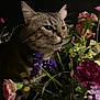 cat, tabby_cat, flower, bouquet, purple_flower, pink_flower, green_leaf, plant, nature, pet, animal, feline, closeup, portrait, indoor, still_life, colorful, dark_background, calm, curious