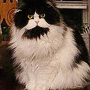 Betty Boop is registered to the contest to win money with this photo: black_and_white, cat, chair, close_up, curious, domestic_animal, feline, fluffy, fur, indoor, long_hair, nose, paws, pet, portrait, sitting, table, whiskers, window_blinds, yellow_eyes