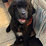 Maverick is registered to the contest to win money with this photo: dog, black_dog, fluffy_dog, bandana, kitchen, floor_mat, tiled_floor, cabinet, towel, happy, pet, sitting, indoor, canine, companion, fur, looking_up, domestic_animal, cute, animal