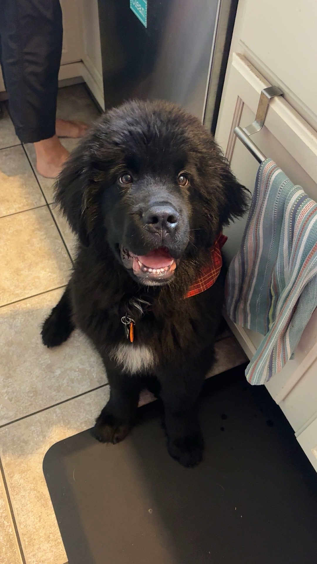 Maverick is registered to the contest to win money with this photo: dog, black_dog, fluffy_dog, bandana, kitchen, floor_mat, tiled_floor, cabinet, towel, happy, pet, sitting, indoor, canine, companion, fur, looking_up, domestic_animal, cute, animal