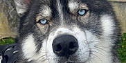 Ramsès a rejoint le concours — aidez-le/la à gagner de superbes lots ! animal, blue_eyes, canine, close_up, dog, ears, expression, fur, grass, harness, husky, leash, mammal, nature, nose, outdoor, pet, portrait, stone_wall, whiskers