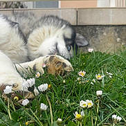 Ramsès a rejoint le concours — aidez-le/la à gagner de superbes lots ! animal, backyard, blue_eyes, canine, closeup, dog, fence, flowers, grass, house, husky, nature, outdoor, paw, pet, playful, puppy, relaxed, white_flowers, yellow_flowers