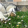 animal, backyard, blue_eyes, canine, closeup, dog, fence, flowers, grass, house, husky, nature, outdoor, paw, pet, playful, puppy, relaxed, white_flowers, yellow_flowers