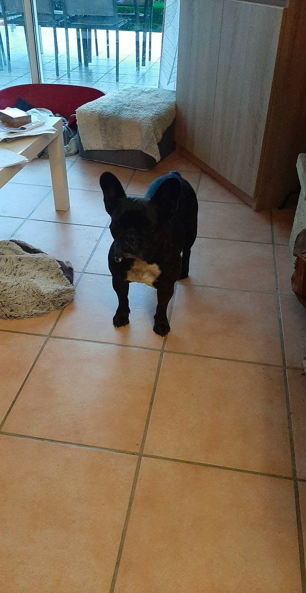 Jayla a rejoint le concours — aidez-le/la à gagner de superbes lots ! brown, canidae, carnivore, companion_dog, dog, dog_breed, fawn, felidae, floor, flooring, fur, hardwood, liver, snout, sporting_group, tail, terrestrial_animal, toy_dog, wood, working_animal