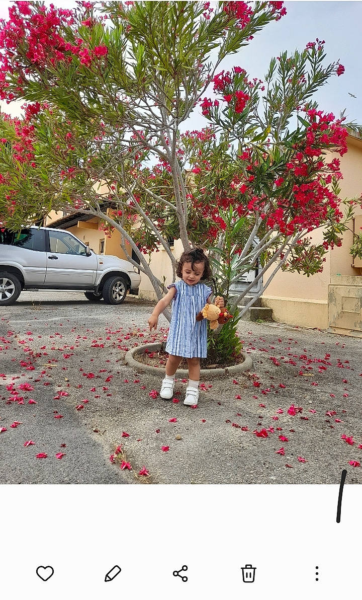 Jannat participe au concours pour gagner de l'argent avec cette photo : car, flower, landscape, leaf, leisure, magenta, motor_vehicle, people_in_nature, person, petal, pink, plant, public_space, road, summer, tints_and_shades, tire, travel, tree, vehicle