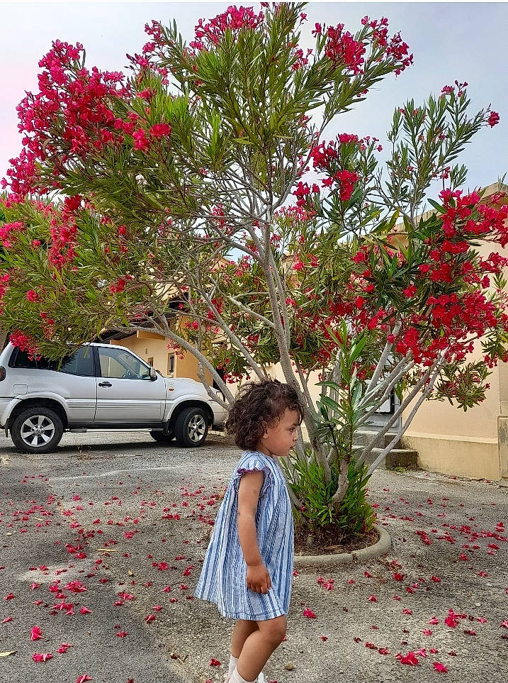 Jannat participe au concours pour gagner de l'argent avec cette photo : asphalt, botany, car, flower, grass, leaf, motor_vehicle, person, pink, plant, public_space, red, shorts, shrub, sidewalk, tints_and_shades, tire, tree, vehicle, wheel