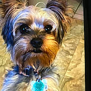 Yo-Yo Wyatt is registered to the contest to win money with this photo: animal, black_nose, brown_fur, close_up, collar, curious, dog, domestic_animal, ears, eyes, floor, fur, indoor, mammal, pet, portrait, small_dog, tag, tile_floor, whiskers