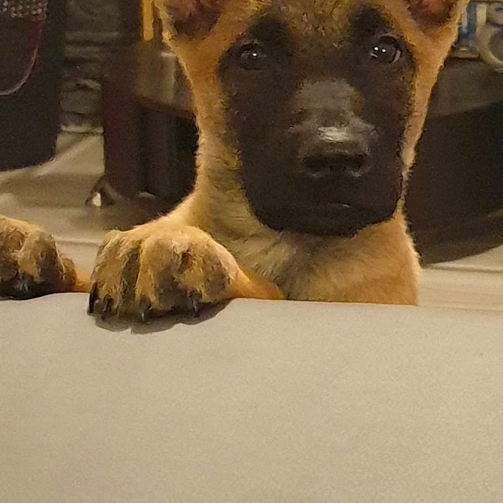 Tyson