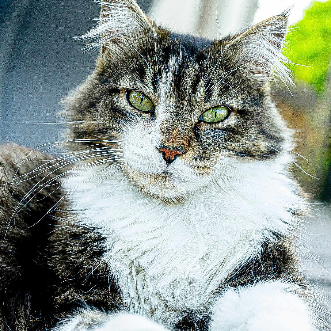Olaf a rejoint le concours — aidez-le/la à gagner de superbes lots ! abyssinian, angora, animal, cat, couch, furniture, kitten, manx, pet, siamese