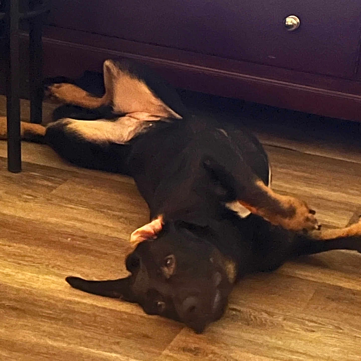 Leila is registered to the contest to win money with this photo: animal, appenzeller, cabinet, canine, dog, drawer, furniture, germanshepherd, hardwood, hound, indoors, interiordesign, labradorretriever, person, pet, plywood, policedog, puppy, sleeping, wood