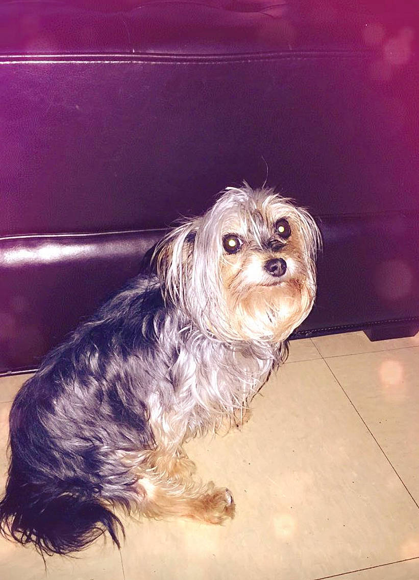 Sadie joined the competition — help win amazing prizes! australian_silky_terrier, biewer_terrier, canidae, carnivore, cockapoo, companion_dog, dog, dog_breed, dog_clothes, fur, liver, maltepoo, poodle_crossbreed, puppy_love, small_terrier, snout, sporting_group, terrier, toy_dog, working_animal