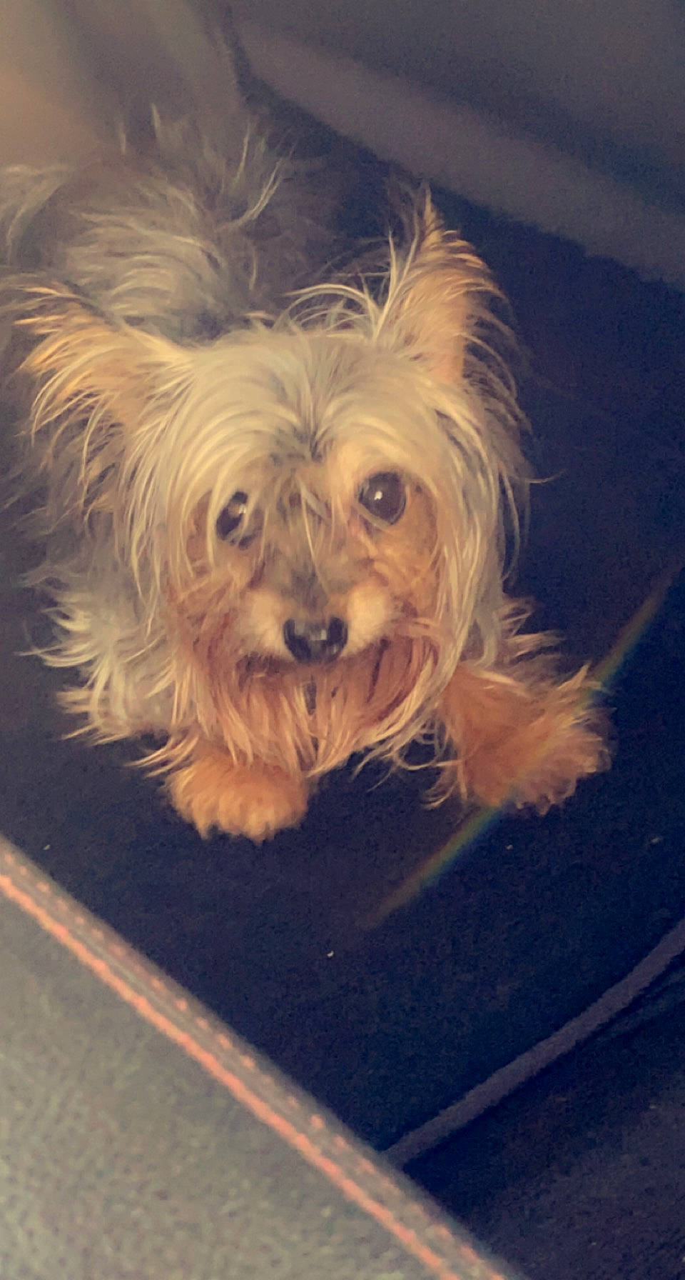 Sadie joined the competition — help win amazing prizes! australian_terrier, biewer_terrier, canidae, carnivore, companion_dog, dog, dog_breed, fur, maltepoo, poodle_crossbreed, puppy, puppy_love, road_surface, small_terrier, snout, sporting_group, terrier, toy_dog, water_dog, yorkipoo