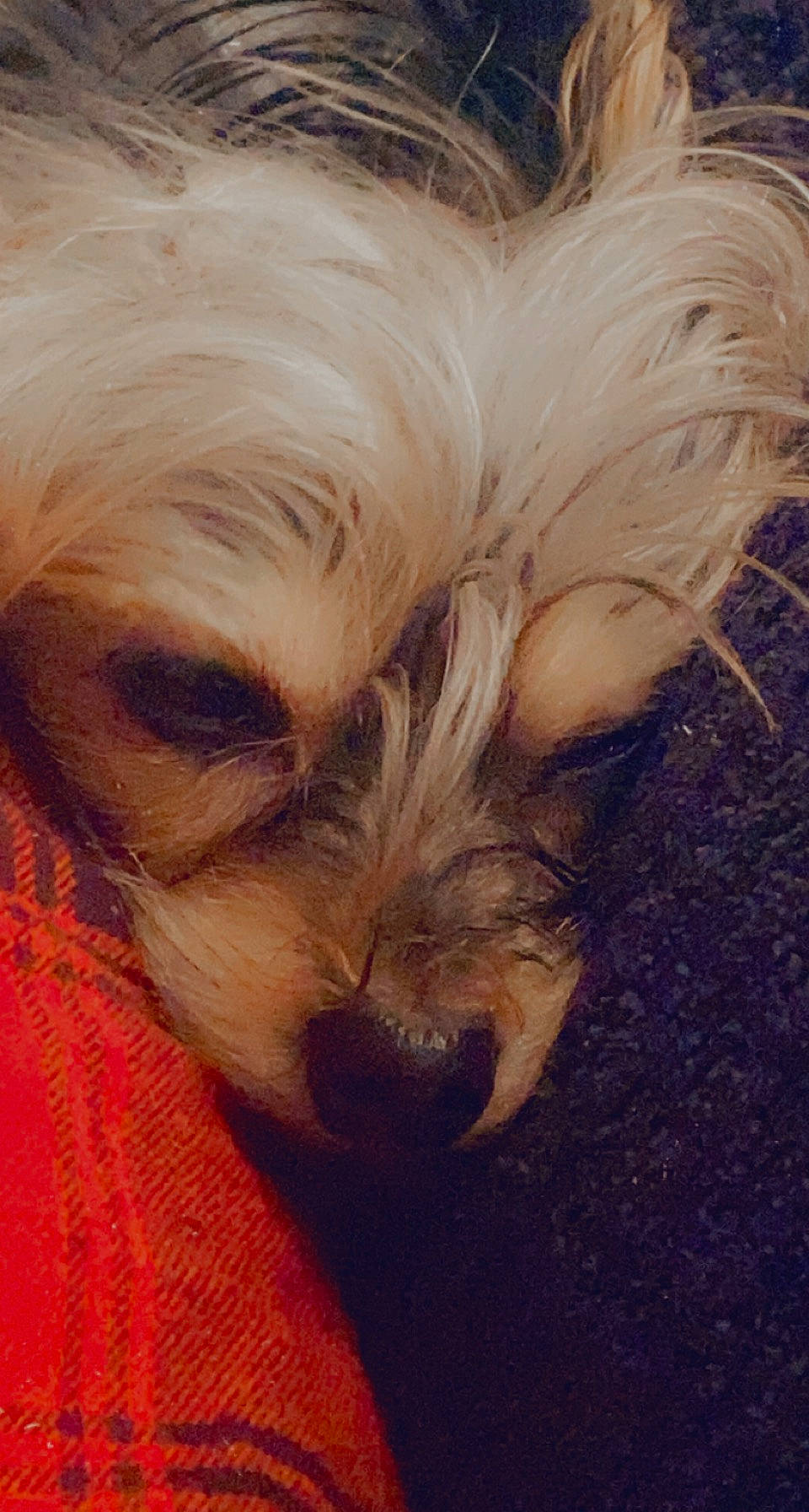 Sadie is registered to the contest to win money with this photo: australian_terrier, biewer_terrier, canidae, carnivore, companion_dog, dog, dog_breed, dog_clothes, fawn, fur, liver, puppy_love, small_terrier, sporting_group, terrestrial_animal, terrier, toy_dog, whiskers, working_animal, yorkipoo